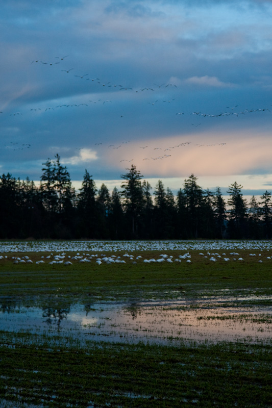 Snow Geese Flying Above Field
